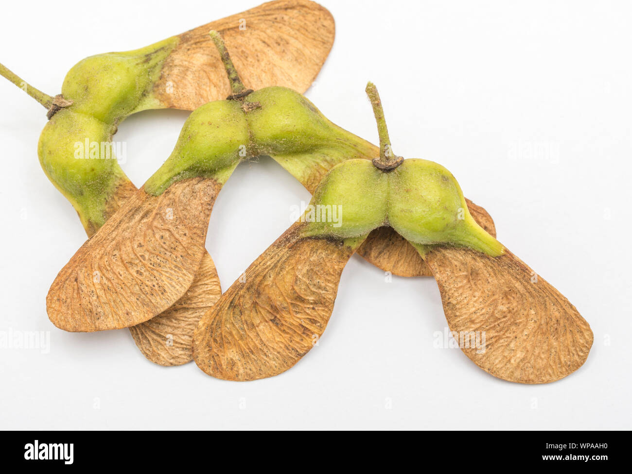 Macro acer pseudoplatanus sycamore tree seeds a member of the maple