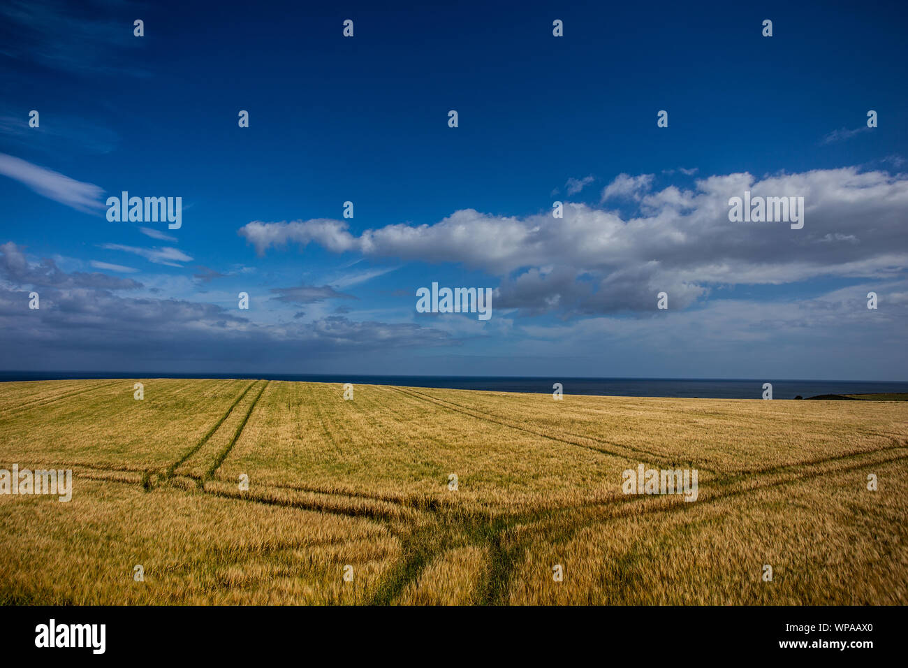 cornfield with blue sky Stock Photo