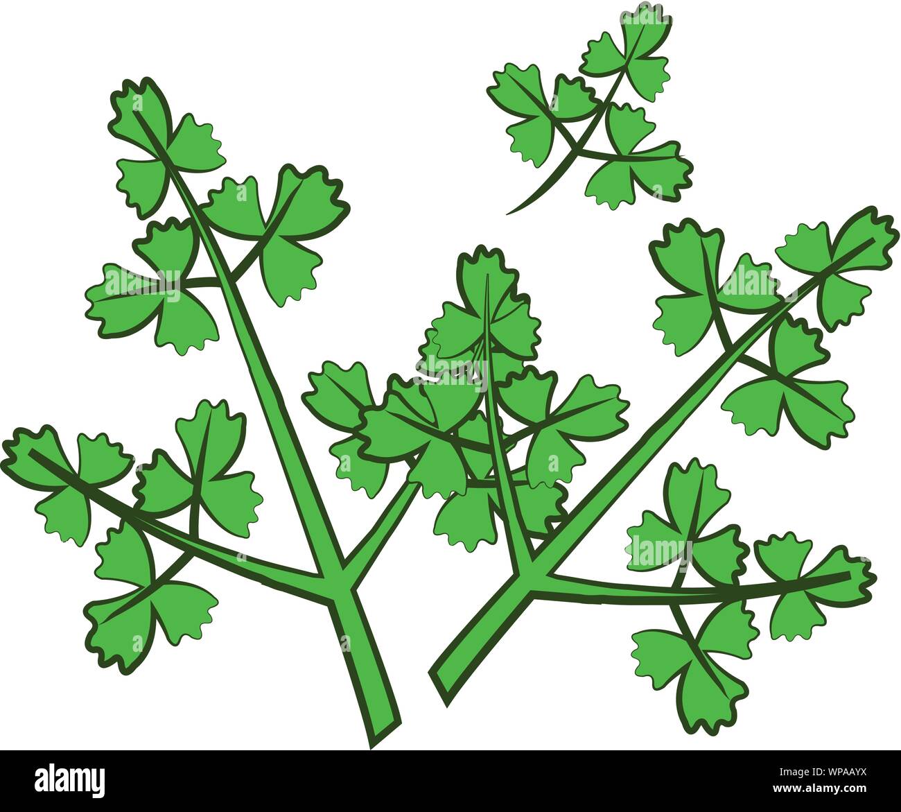 cartoon parsley,isolated,vector illustration Stock Vector Image & Art