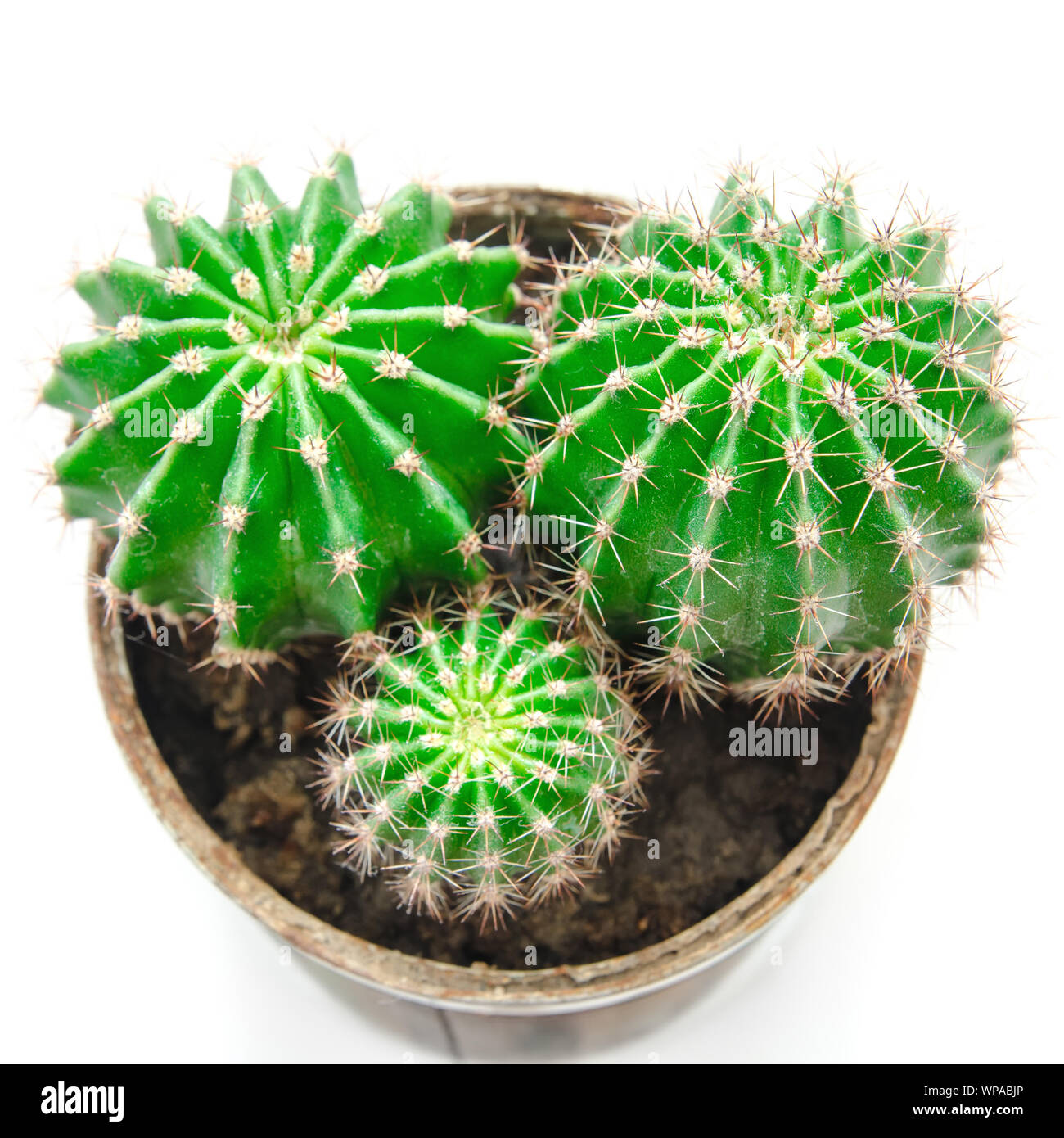 cactus in pot isolated on a white background Stock Photo - Alamy