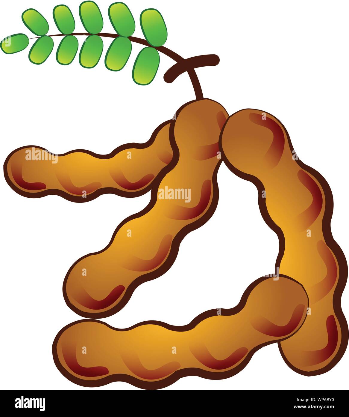 Cartoon Tamarind Isolated Vector Illustration Stock Vector Image Art Alamy