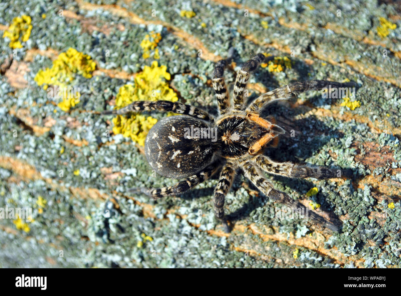 Lycosa (Lycosa singoriensis, wolf spiders) on tree bark background with yellow moss, top view Stock Photo