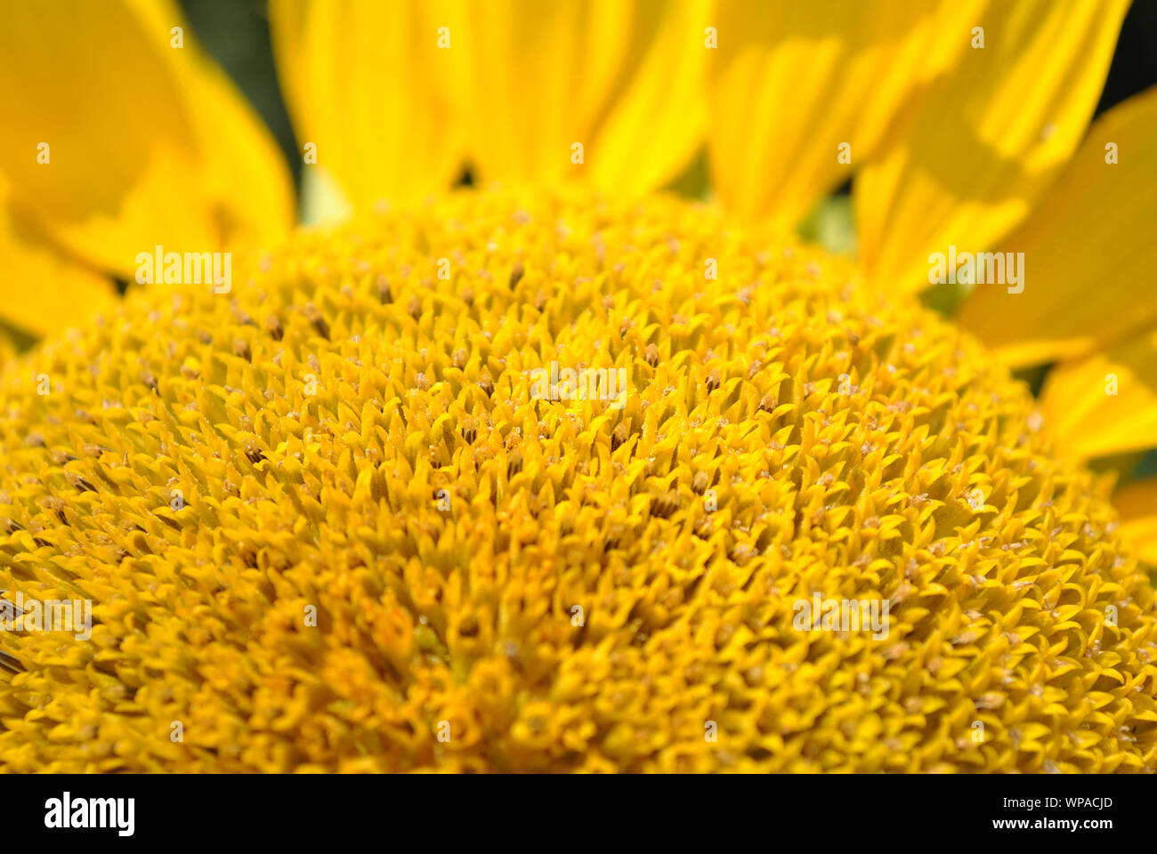 Blooming sunflower plant close up macro detail with petals, natural ...