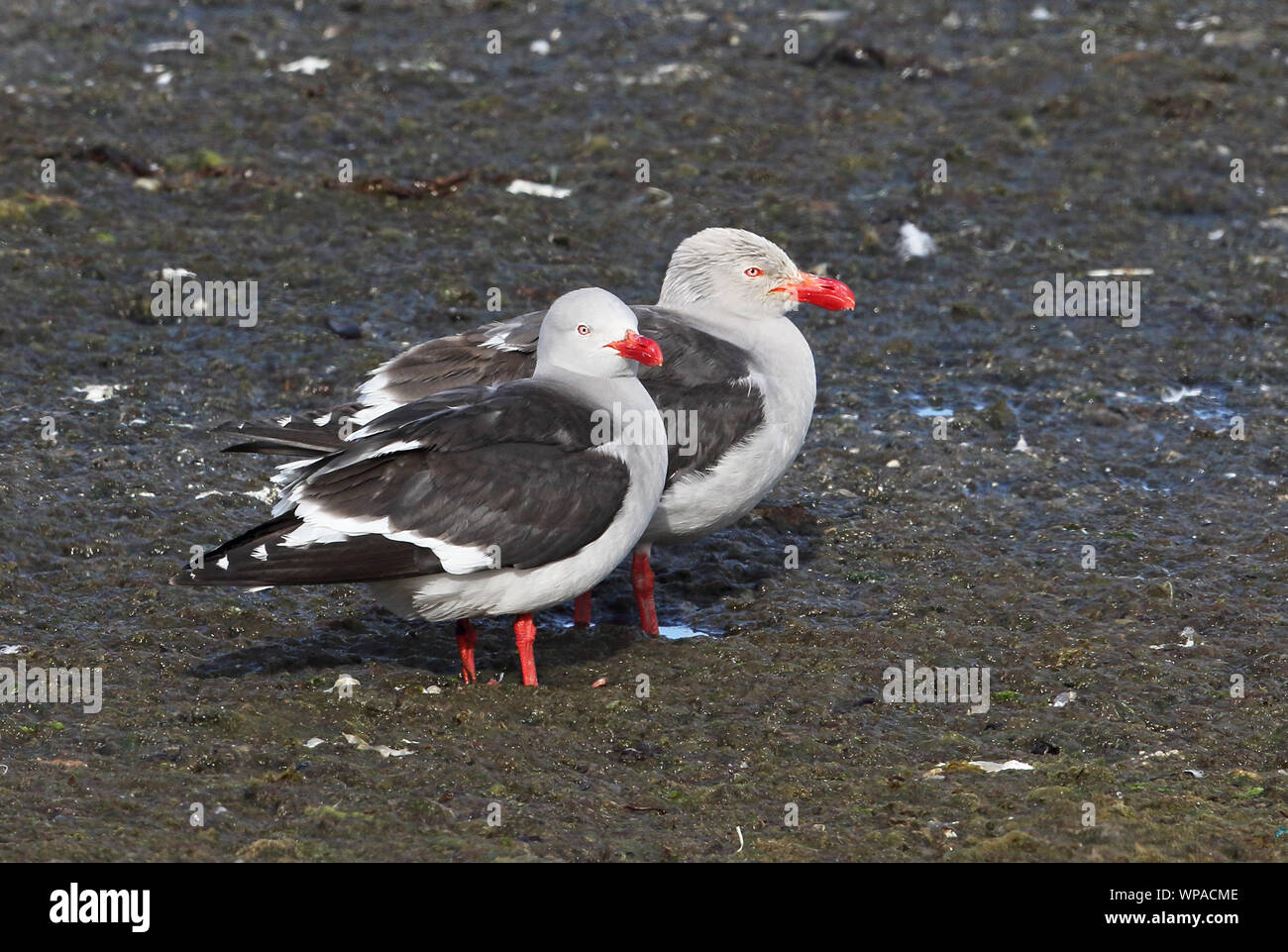Dolphin Gull (Larus scoresbii) two adults standing on shore  Tierra del Fuego, Chile            January Stock Photo