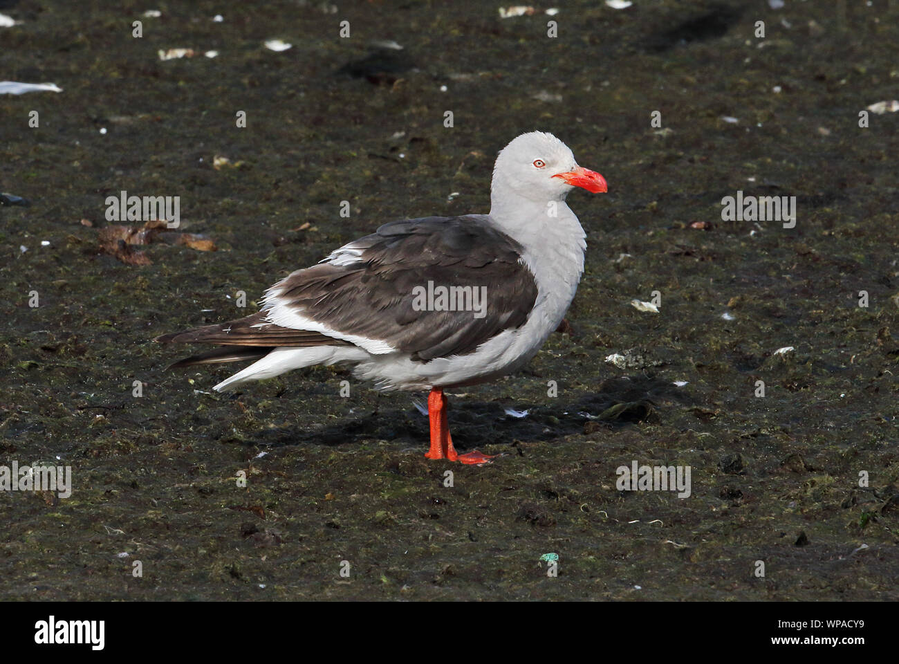 Dolphin Gull (Larus scoresbii) adult standing on shore  Tierra del Fuego, Chile            January Stock Photo