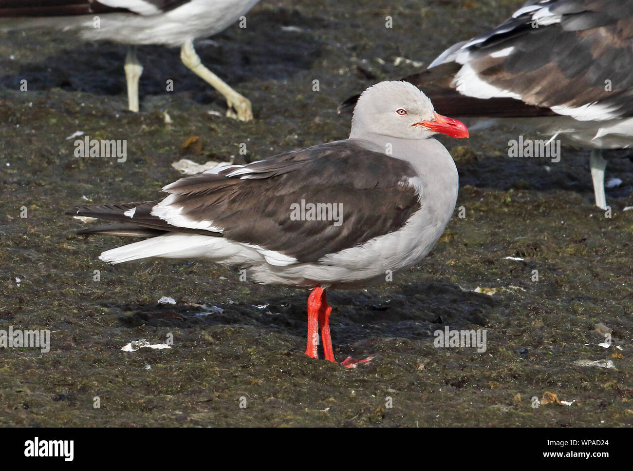 Dolphin Gull (Larus scoresbii) adult standing on beach  Tierra del Fuego, Chile            January Stock Photo