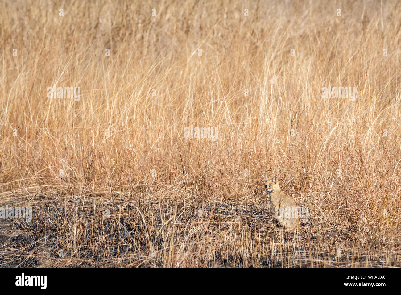 Cat Reed Reed cat hi-res stock photography and images - Alamy