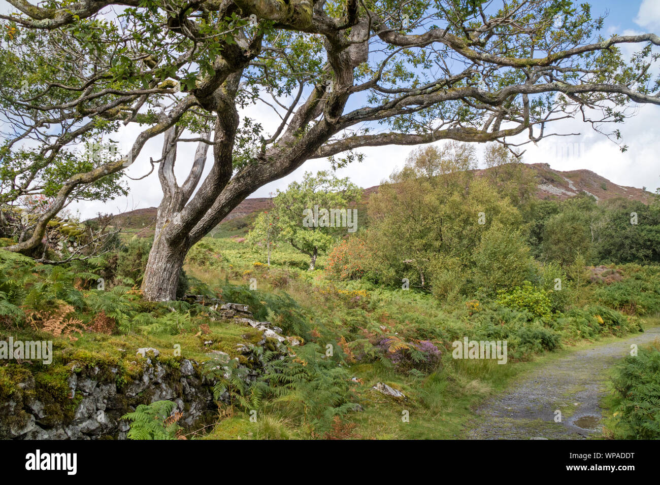 Llyn Cynwch lake on the popular Precipice Walk, Snowdonia National Park, North Wales, UK Stock Photo