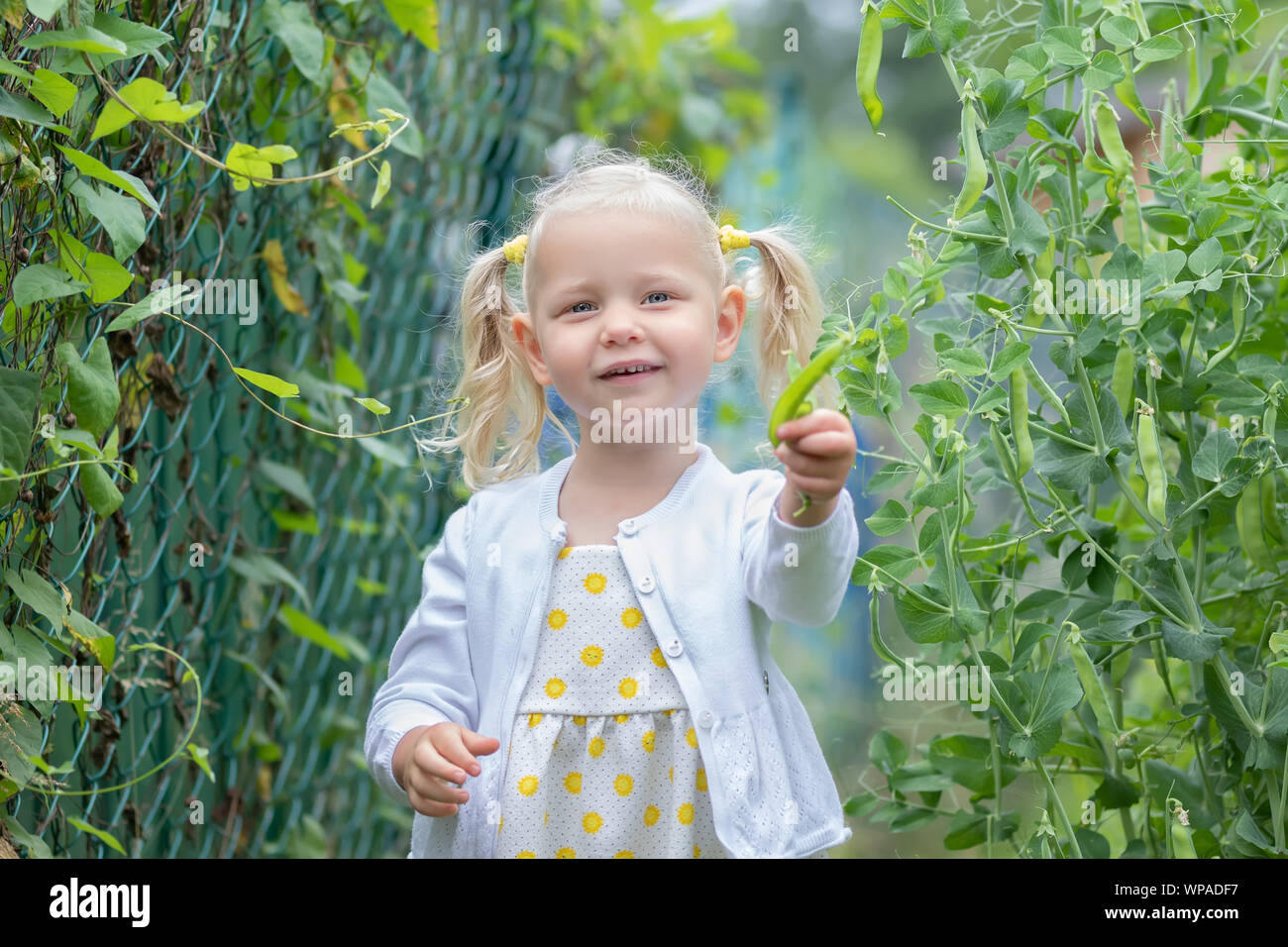 The little girl gathers a crop of vegetables in the garden Stock Photo ...