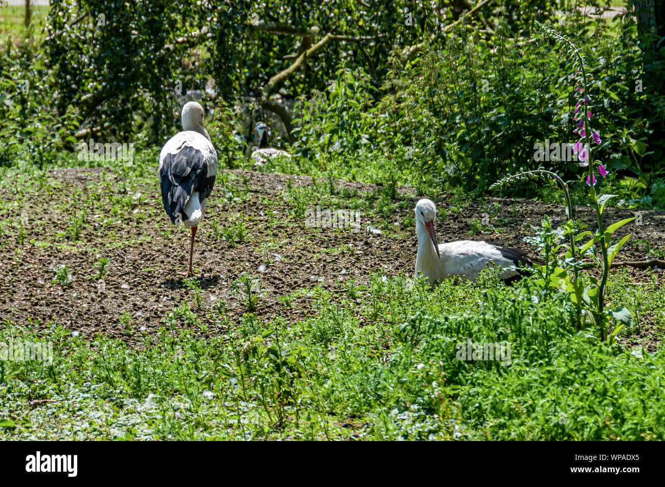 A white stork stands on one leg watching the surface of a pool in open ground while its mate sits nearby on a nest hidden by dense green vegetation Stock Photo