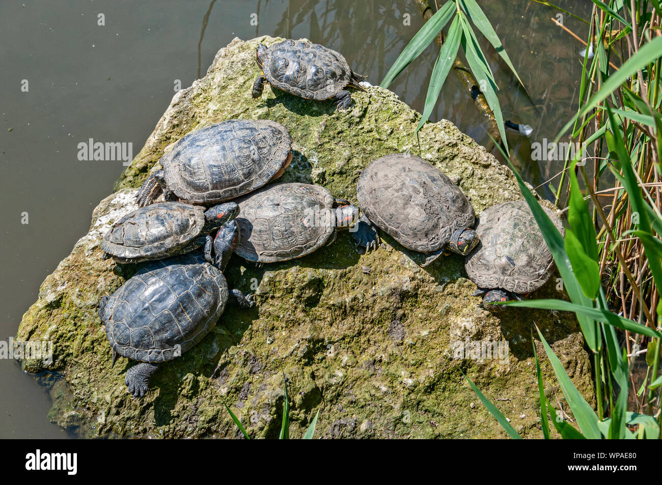 Seven red-eared terrapins stretch out to expose their heads, legs, feet and tails showing their red and yellow markings as they sunbathe on a rock Stock Photo