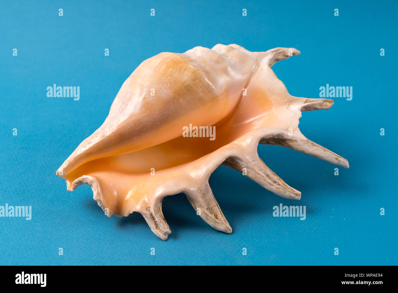 Front view the sea shell isolated on blue background. Stock Photo