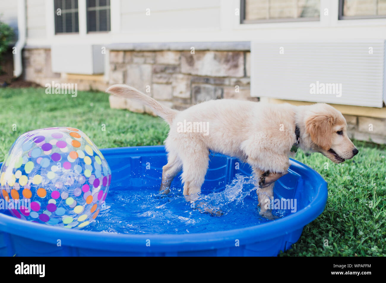 Golden Retriever puppy In small pool Stock Photo