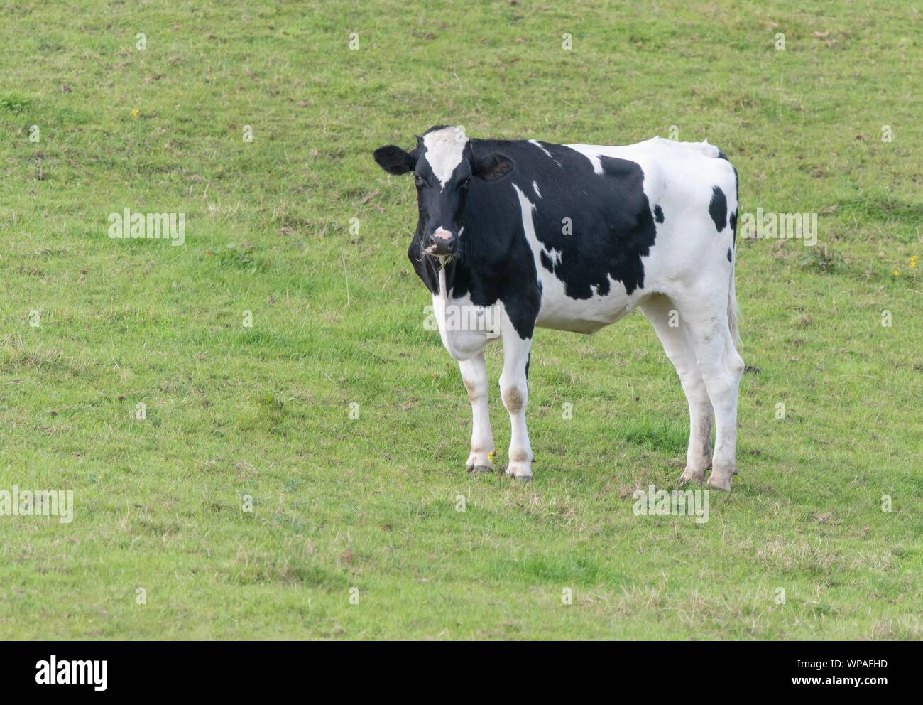 A close up photo of a black and white cow standing in a field Stock ...