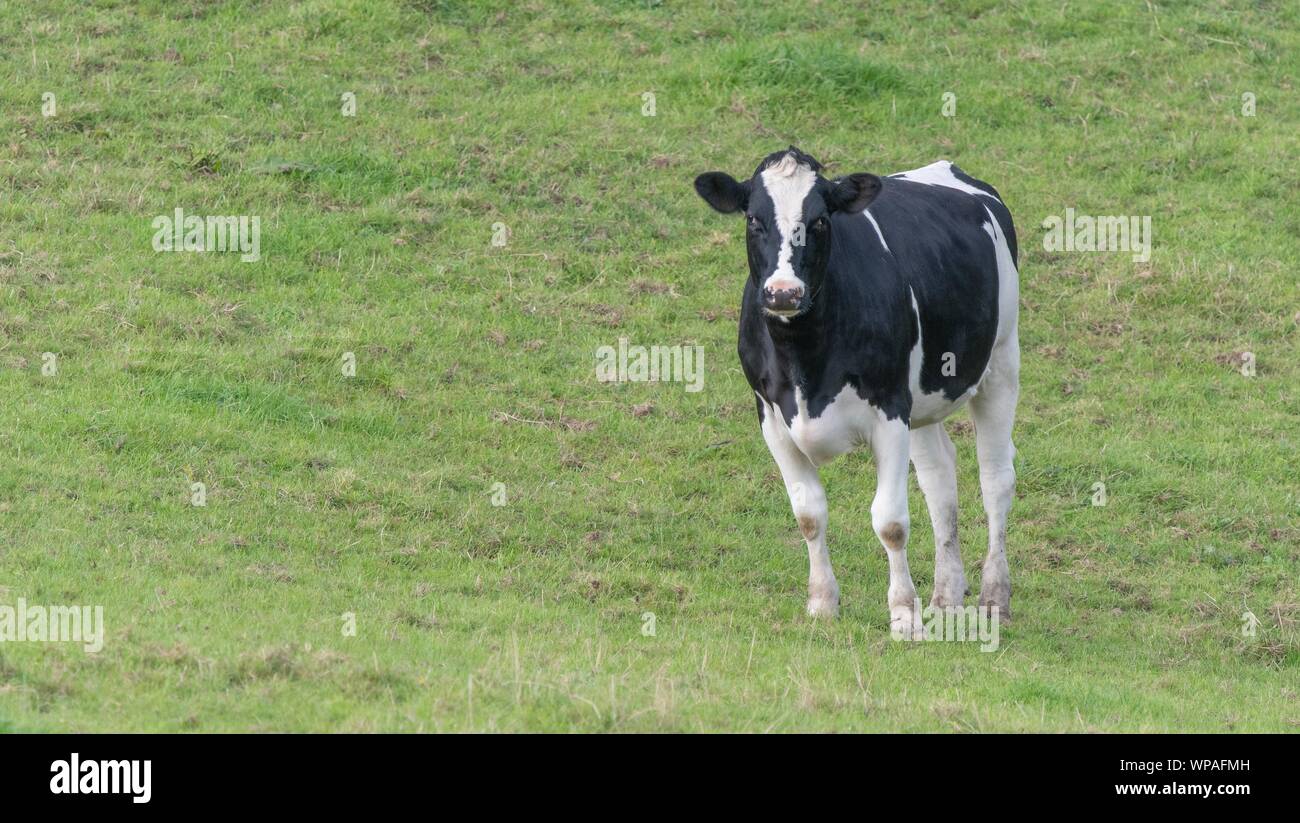 A close up photo of a black and white cow standing in a field Stock ...