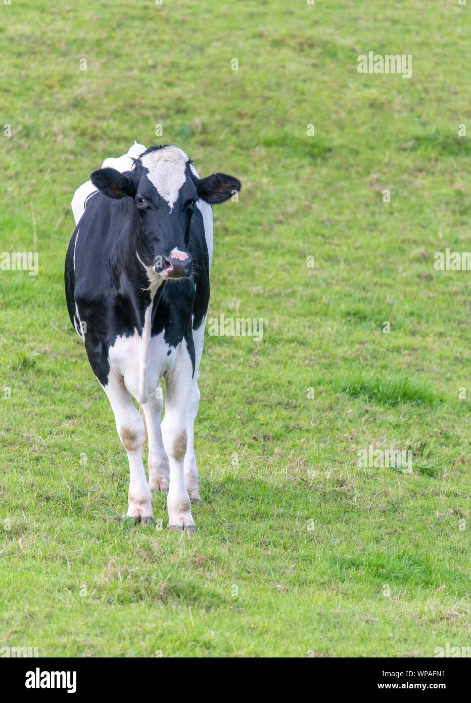 A close up photo of a black and white cow standing in a field Stock ...