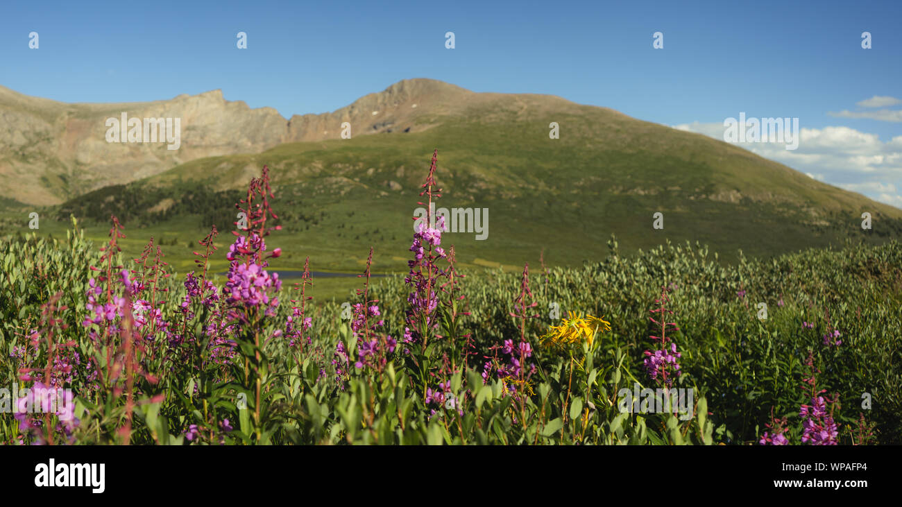 Guanella Pass Colorado in Summer with Wildflowers Mountains and 14ers Stock Photo
