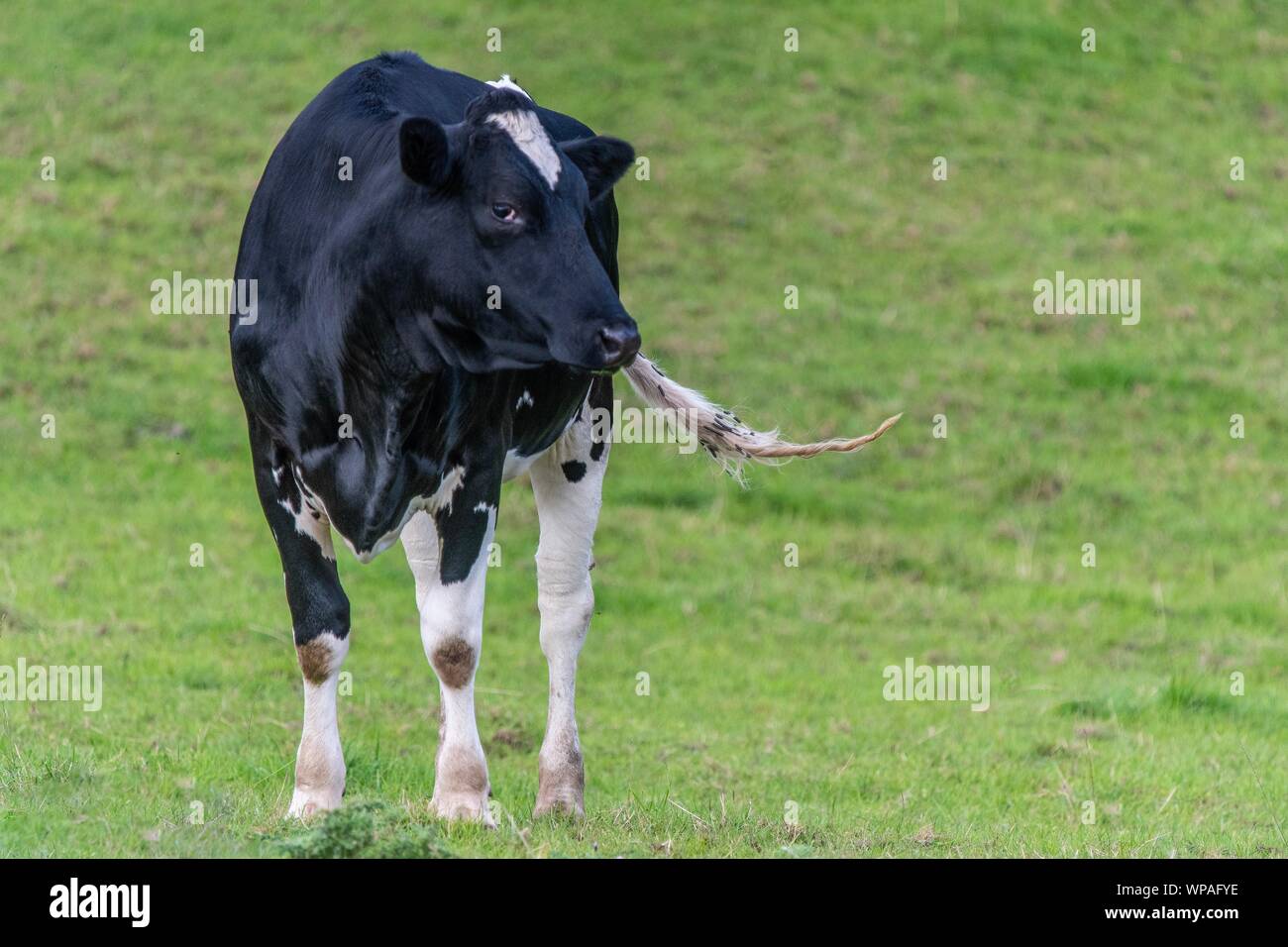 A close up photo of a black and white cow standing in a field Stock ...