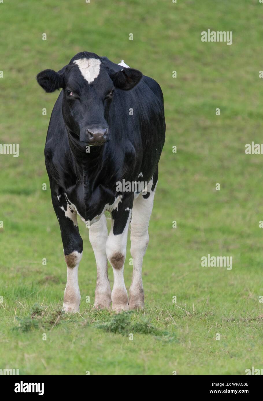 A close up photo of a black and white cow standing in a field Stock ...