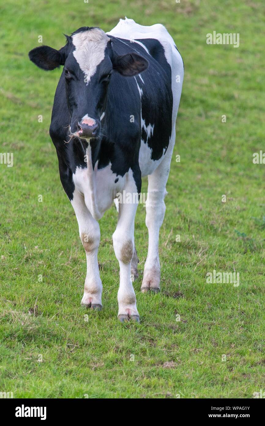 A close up photo of a black and white cow standing in a field Stock