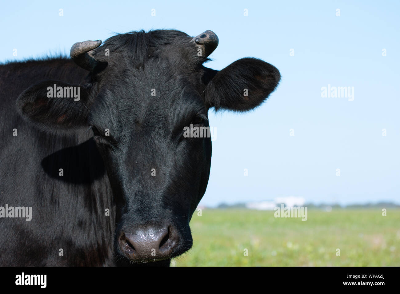 Cow face in the pasture Stock Photo - Alamy
