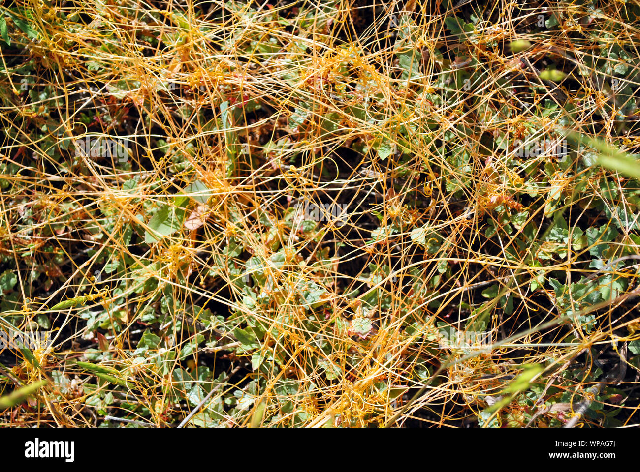 Cuscuta europaea  (greater dodder, European dodder) on green grass, close up detail top view, natural organic detail Stock Photo