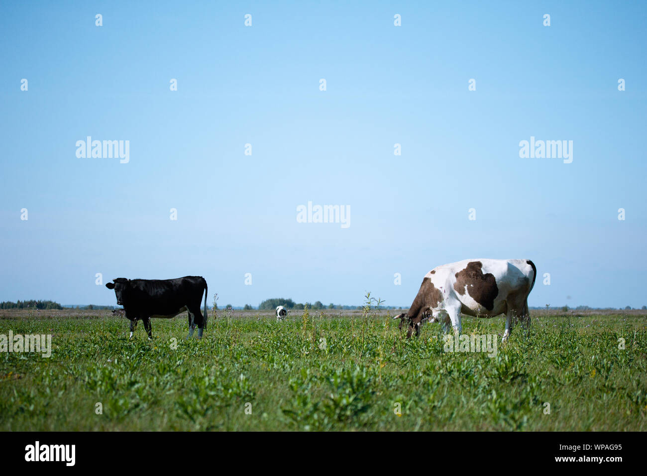 Summer dairy farming hi-res stock photography and images - Alamy