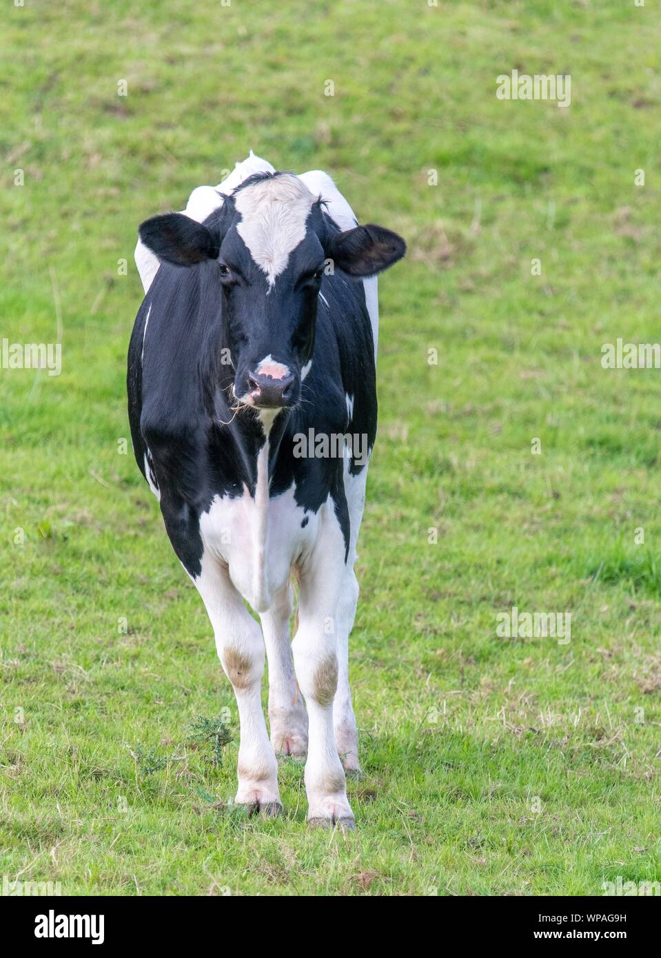A close up photo of a black and white cow standing in a field Stock ...