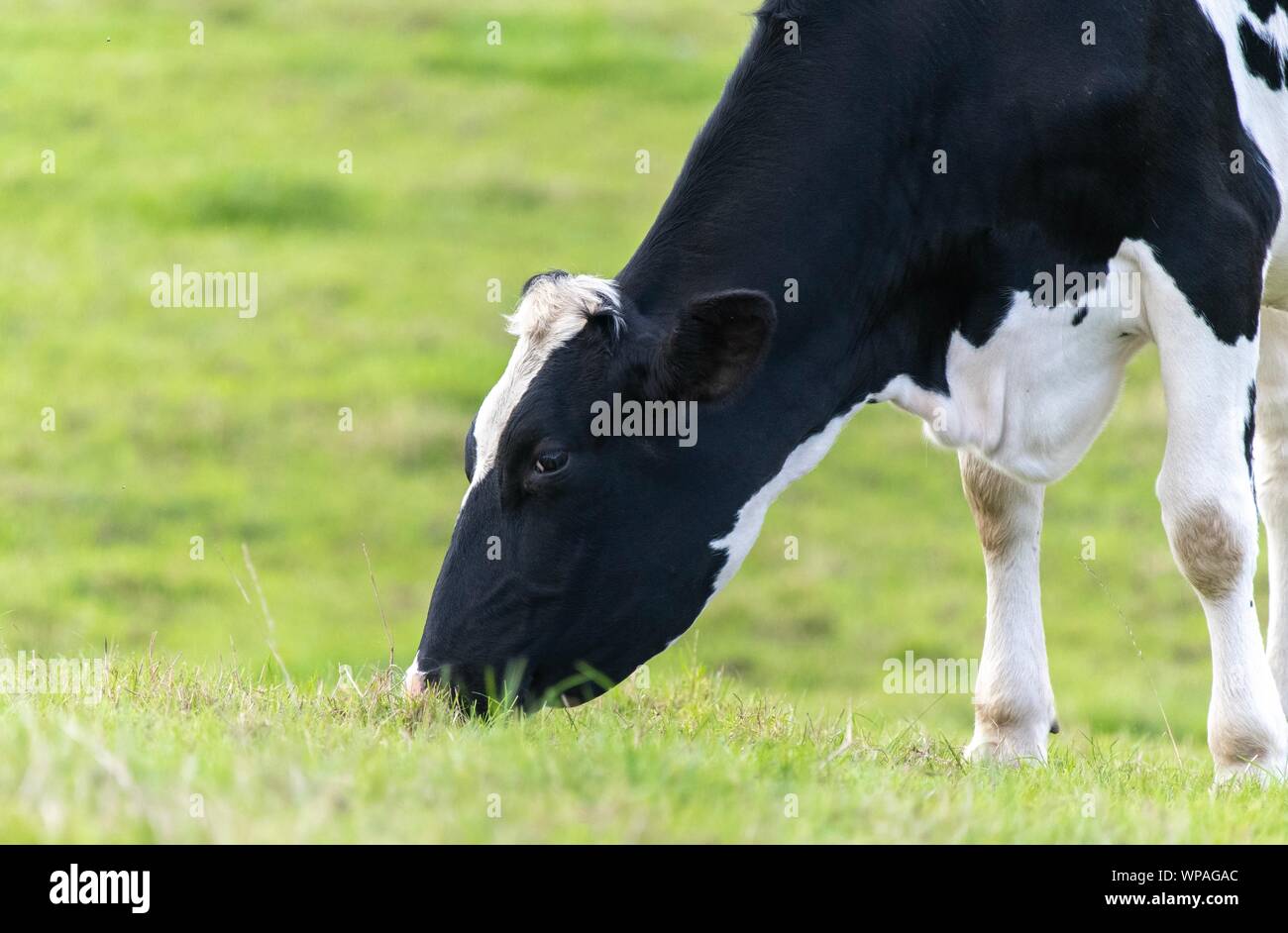 A close up photo of a black and white cow standing in a field Stock ...