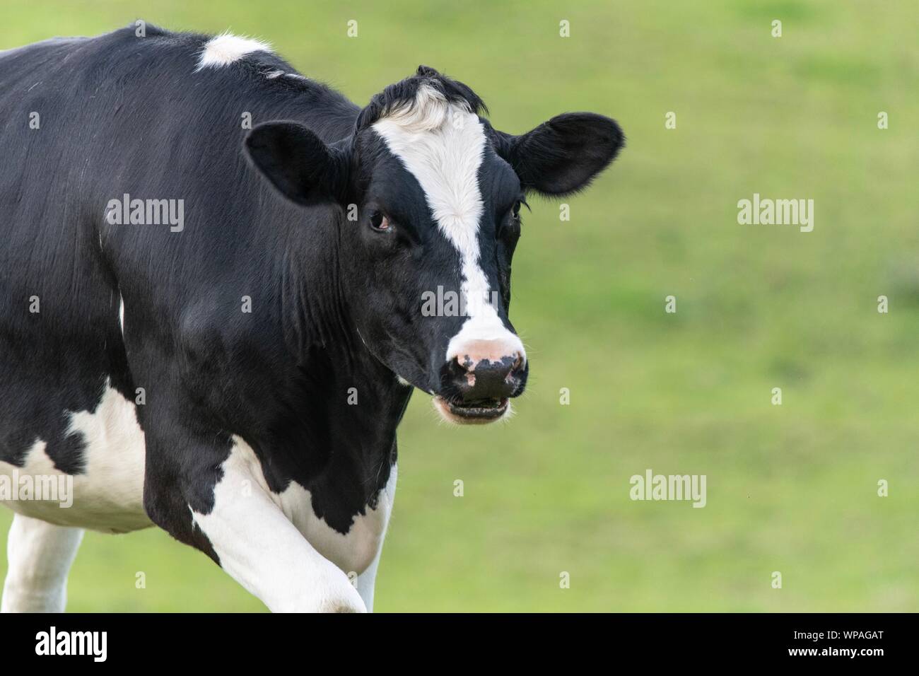 A close up photo of a black and white cow standing in a field Stock ...