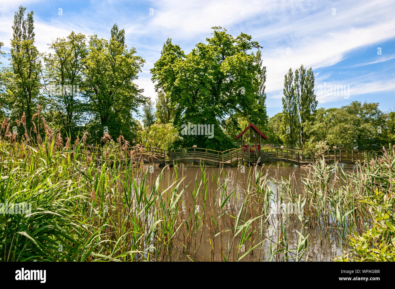 Wooden arched bridges create a footbridge across a pool of brownish ...