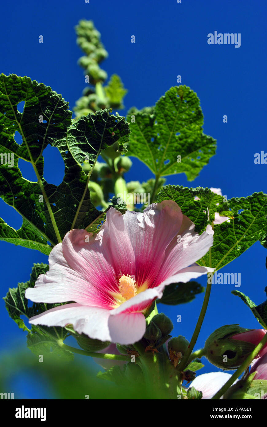Soft pink Alcea rosea (common hollyhock, mallow flower) stem with green leaves and buds, blue sky background, view on top Stock Photo