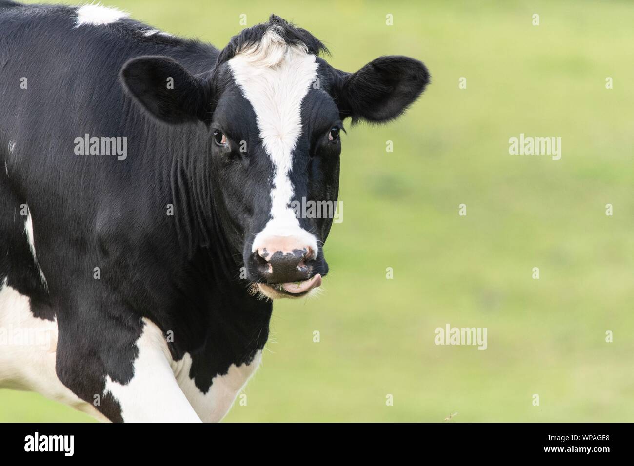A close up photo of a black and white cow standing in a field Stock ...