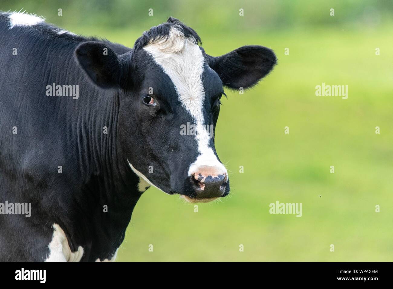 A close up photo of a black and white cow standing in a field Stock ...