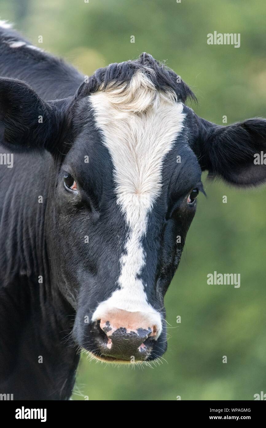 A close up photo of a black and white cow standing in a field Stock ...