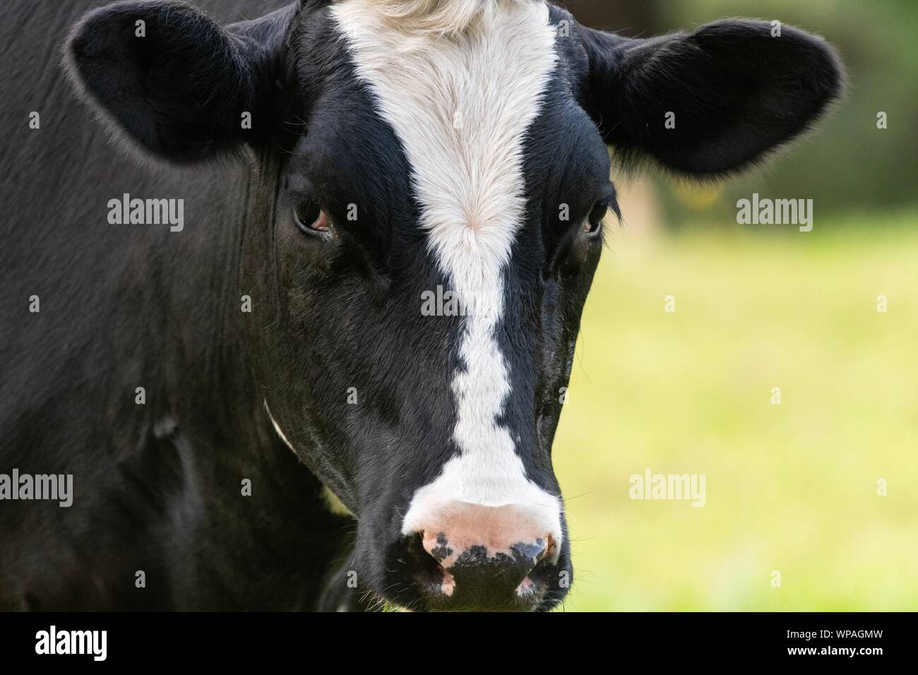 A close up photo of a black and white cow standing in a field Stock ...