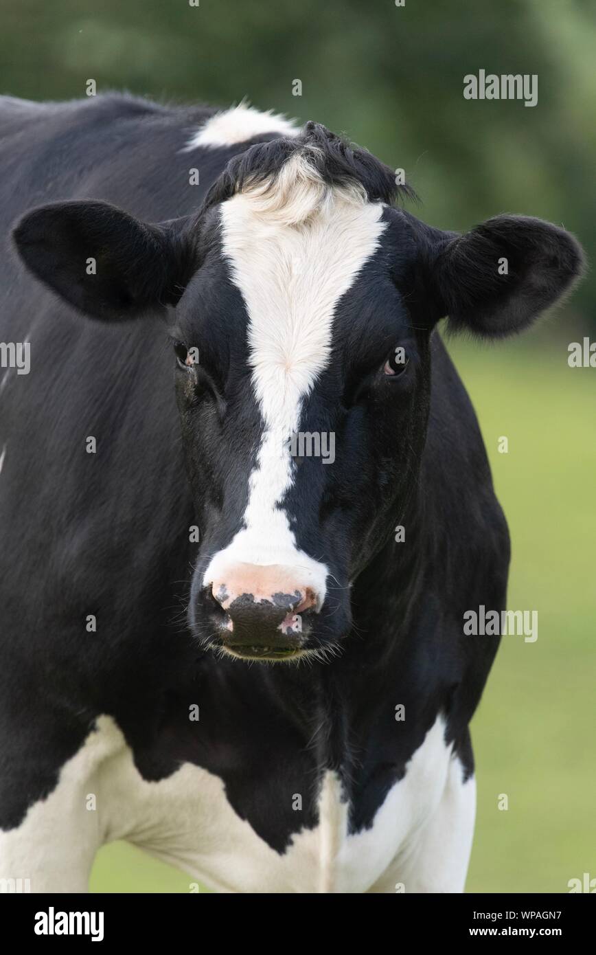 A close up photo of a black and white cow standing in a field Stock ...