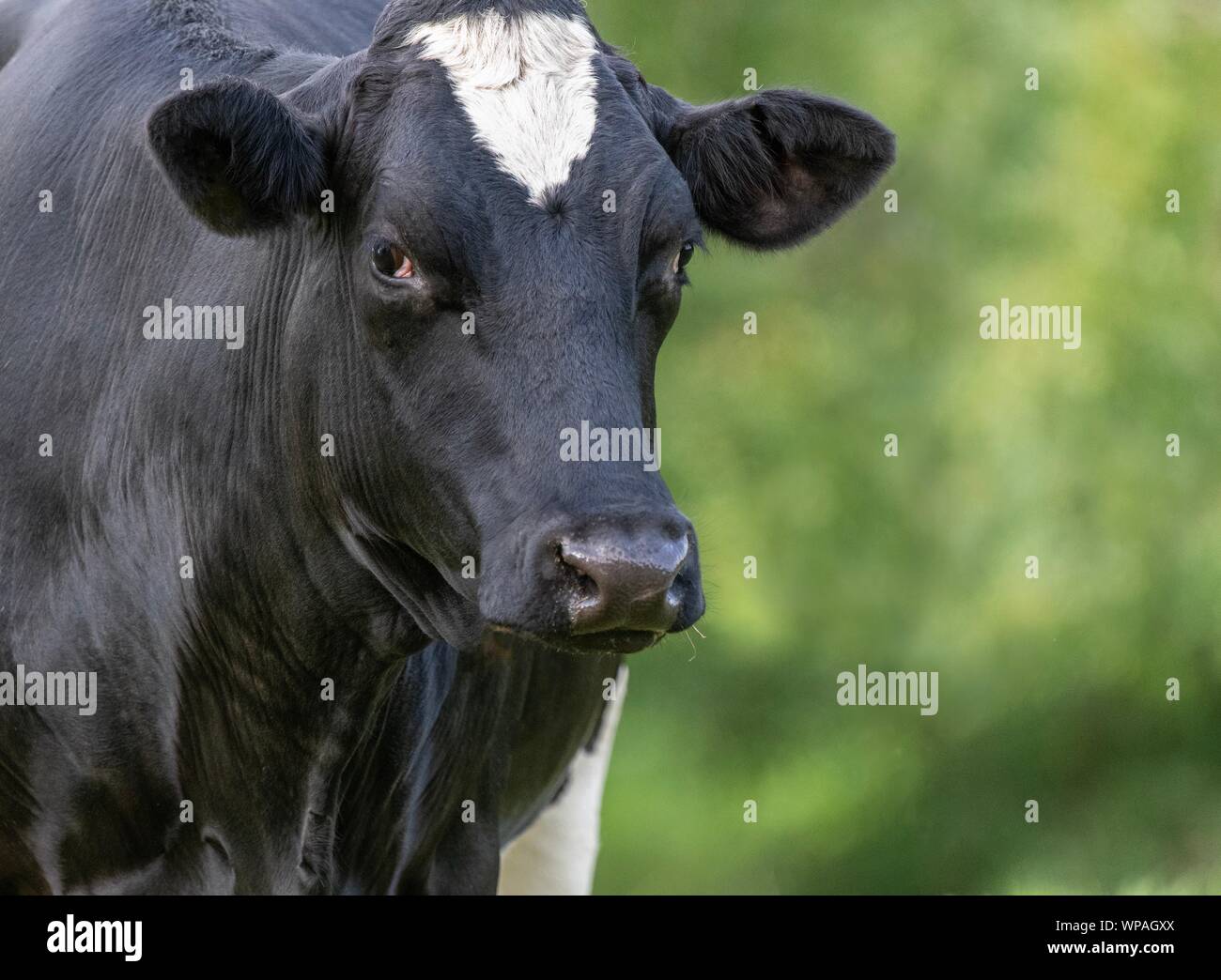 A close up photo of a black and white cow standing in a field Stock
