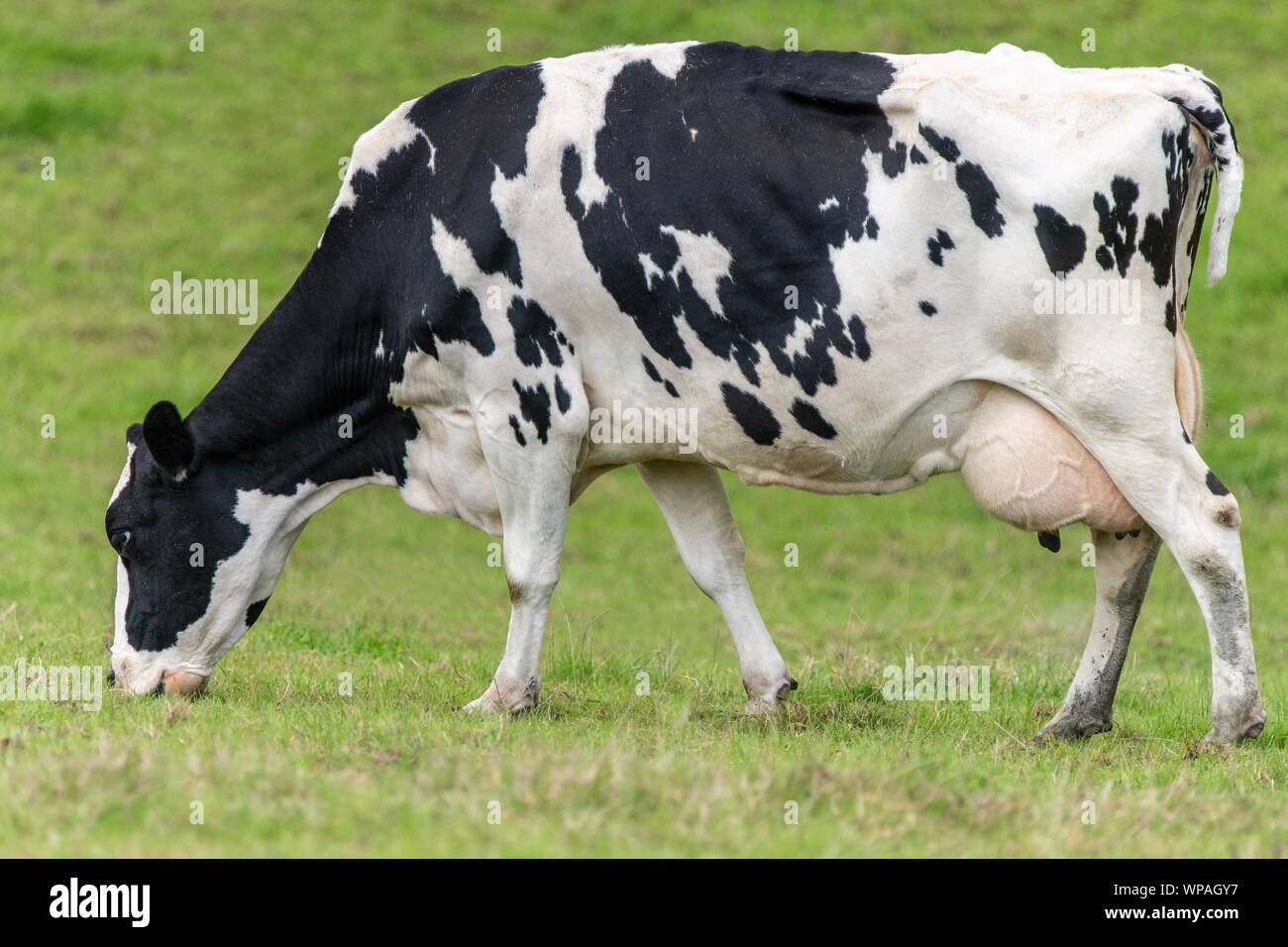 A close up photo of a black and white cow standing in a field Stock ...