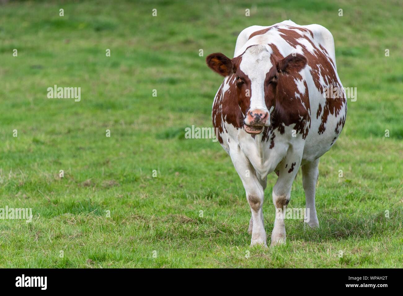 A close up photo of a brown and white cow standing in a field Stock ...