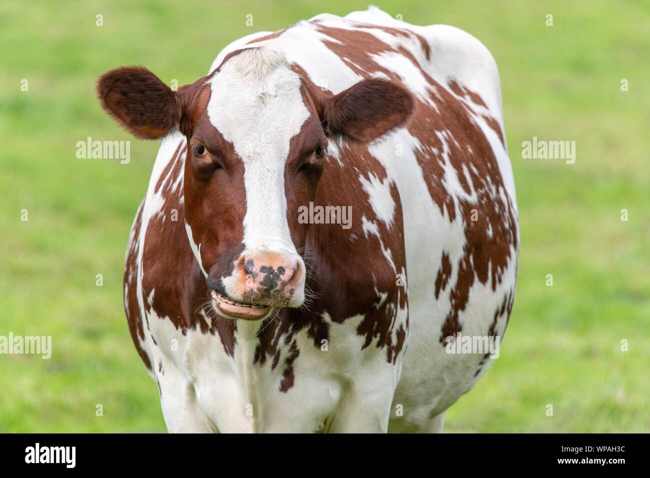 A close up photo of a brown and white cow standing in a field Stock ...