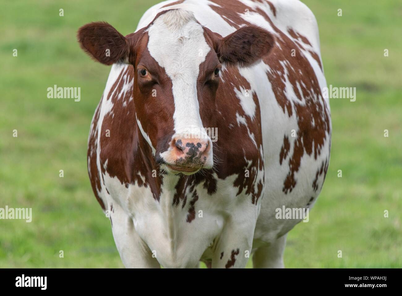 A close up photo of a brown and white cow standing in a field Stock ...