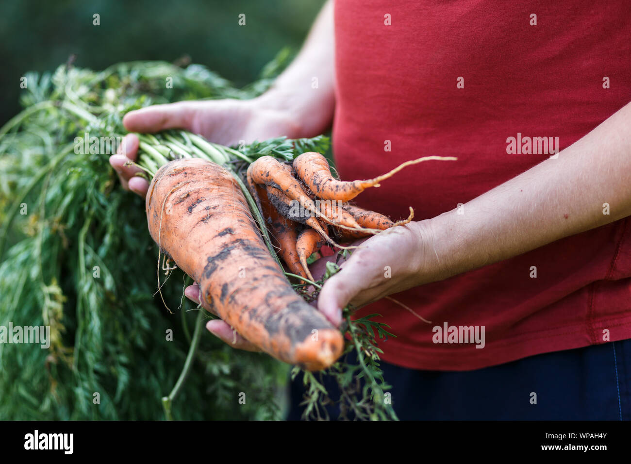 A farmer boy is holding big carrot at green farm at sunset Stock Photo