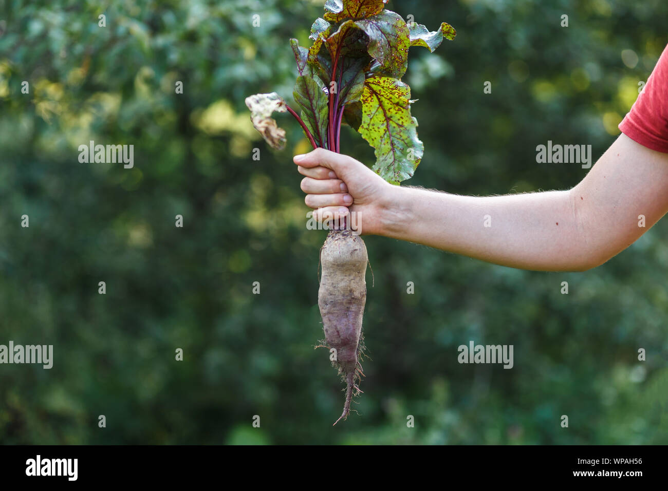A farmer boy is holding big beet at green farm at sunset Stock Photo