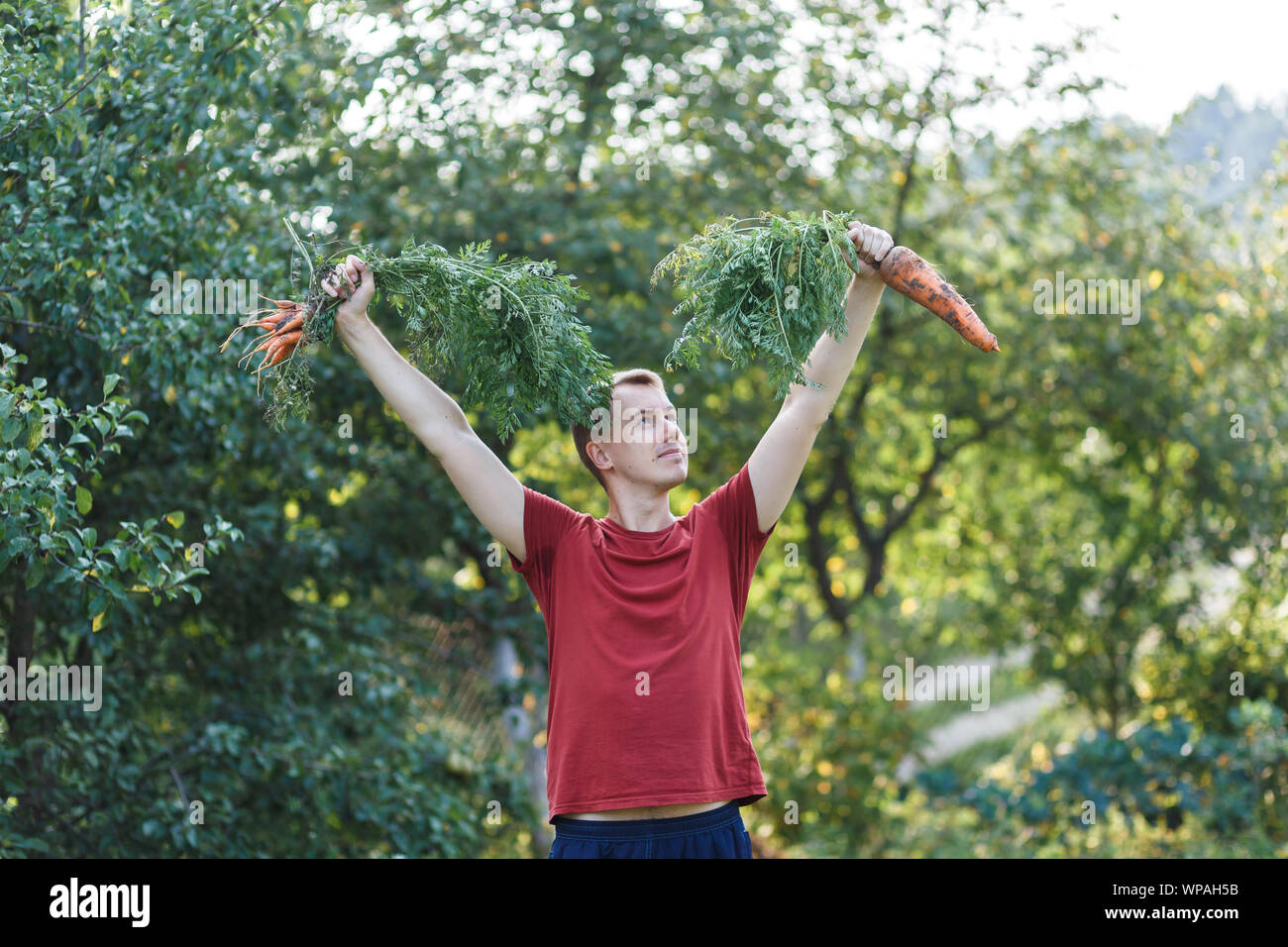 A farmer boy is holding big carrots at green farm at sunset Stock Photo