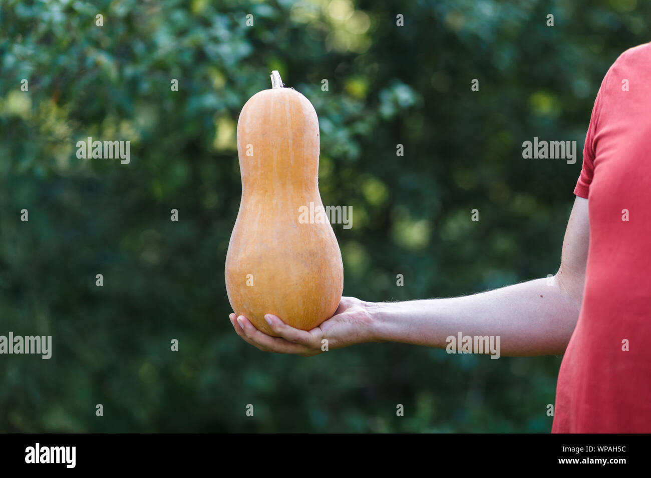 A farmer boy is holding small orange pumpkin at green farm at sunset Stock Photo