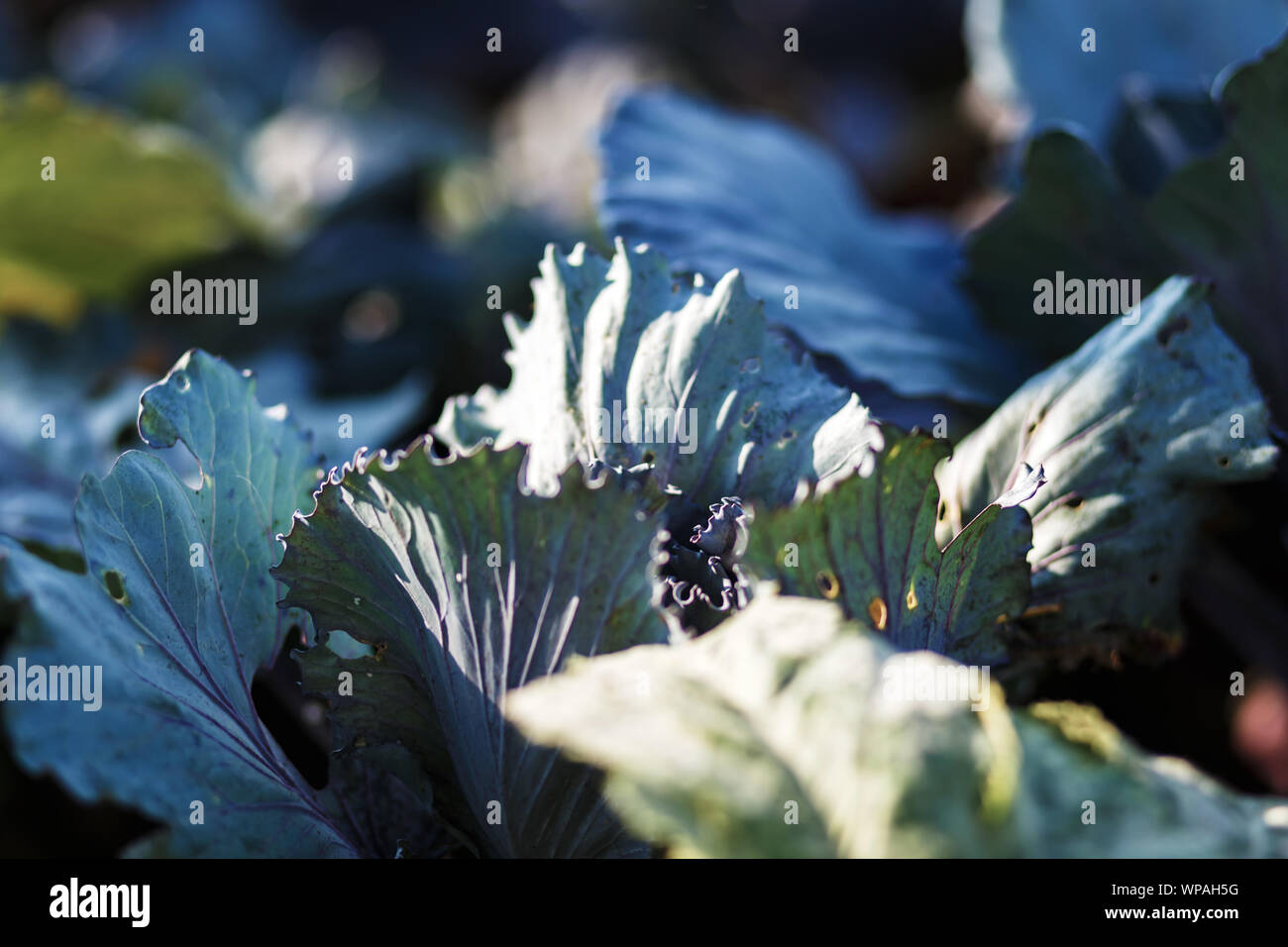 Ill bad cabbage that suffer from disease and insects Stock Photo