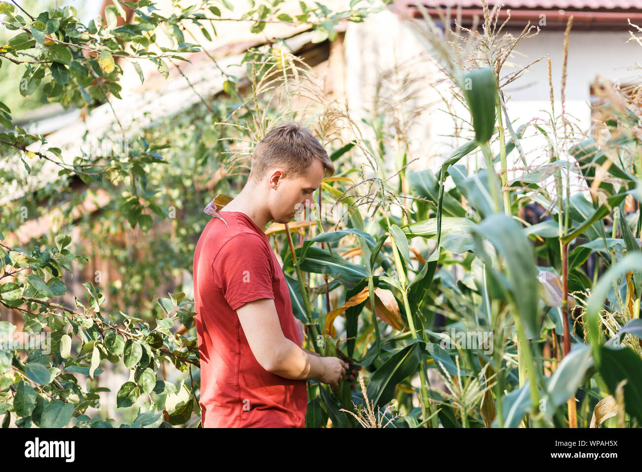 A farmer boy is assessing quality of corn / maize at green farm Stock Photo