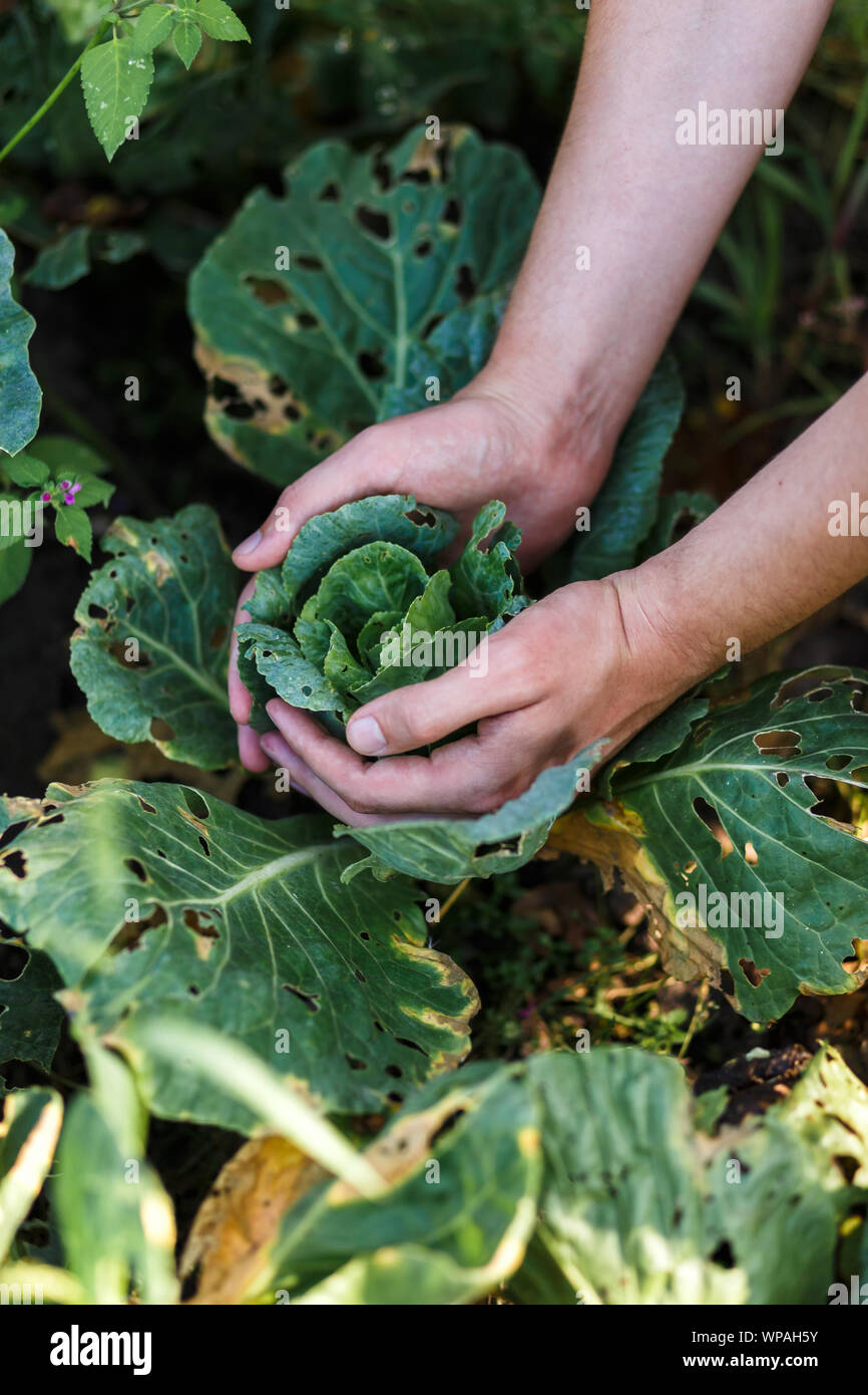 Ill bad cabbage that suffer from disease and insects Stock Photo
