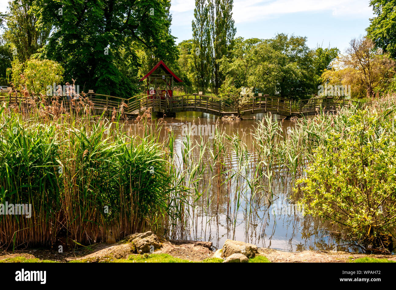 Wooden arched bridges create a footbridge across a pool of brownish ...